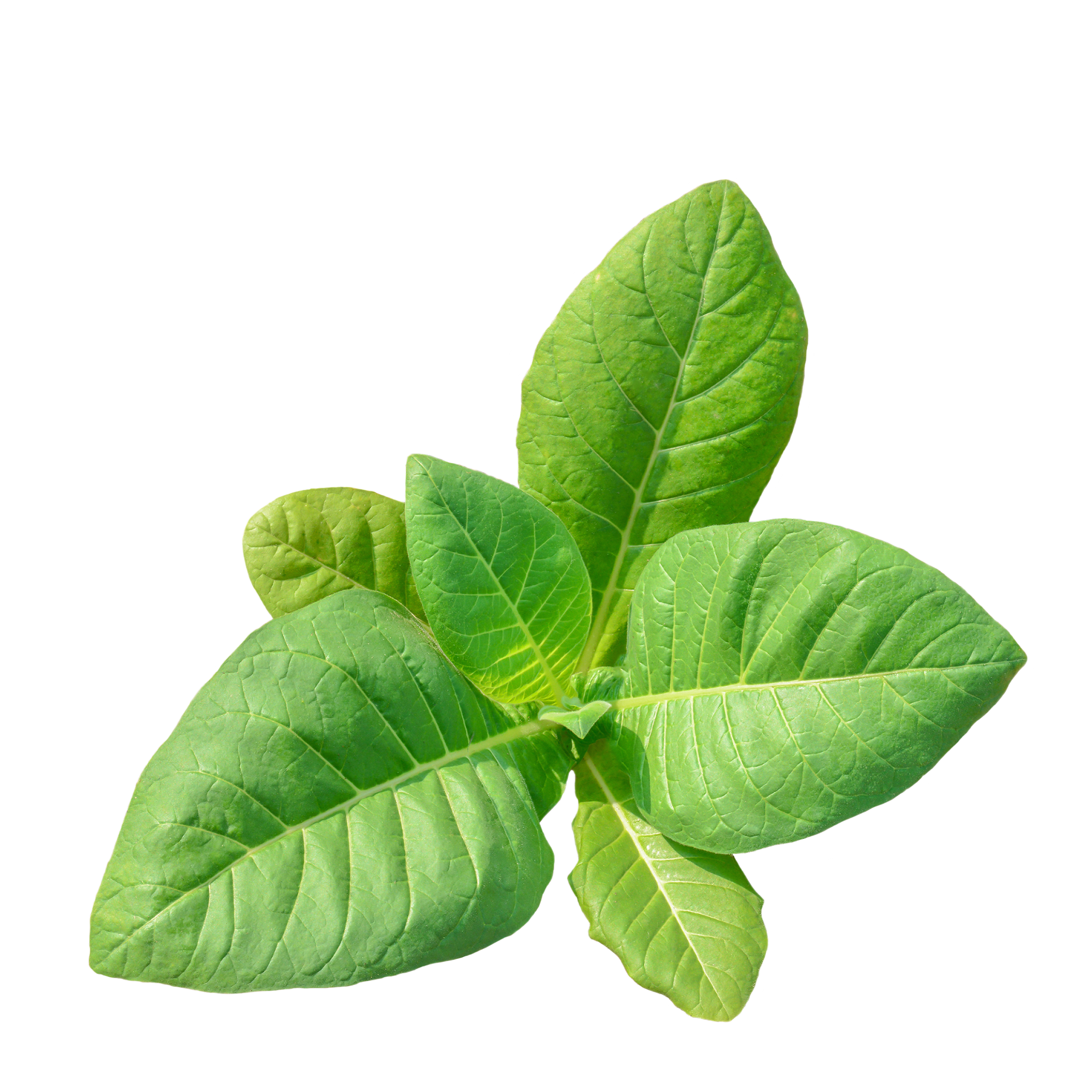 Tabaco