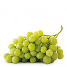 Vinha